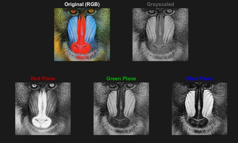 山魈照片的原始彩色图像，经灰度处理的图像，以及单独显示红、绿、蓝平面的图像。