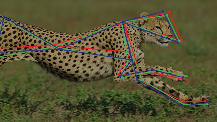 Photo of running cheetah with overlay of multibody model of skeleton.