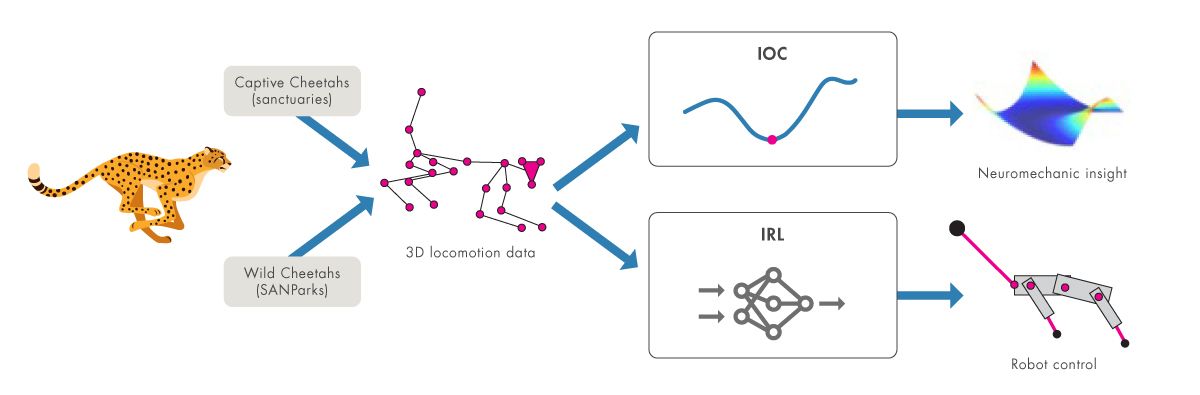 Chart showing how to use 3D locomotion data from captive and wild cheetahs to gain neuromechanic insight and robot control with inverse optimal control and reinforcement learning.