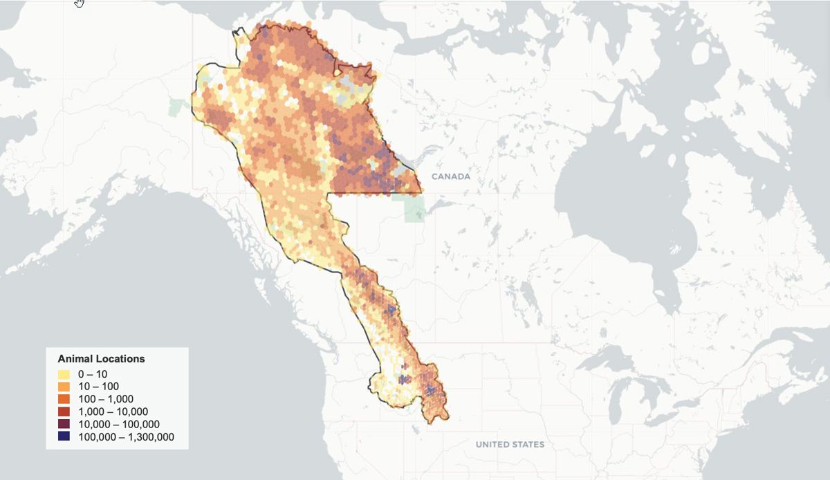 Map of Canada and the United States that highlights the Yellowstone-to-Yukon (Y2Y) migration corridor and shows animal tracking data within the corridor.