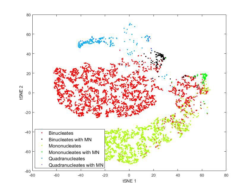 Figure 6. A tSNE visualization of data showing typical cell types from the genotoxicity assay.