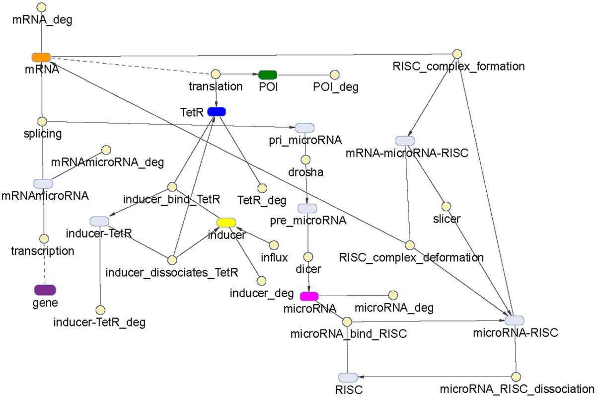 A model of synthetic biological circuits called Equalizers created and simulated using MATLAB and SimBiology.