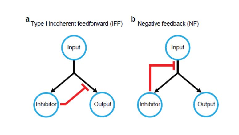 Diagram contrasting how incoherent feedforward and negative feedback circuits operate differently to repress protein production.