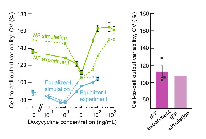 Graphs comparing predicted and experimentally measured cell-to-cell variability of an Equalizer, negative feedback circuit, and incoherent feedforward circuit.