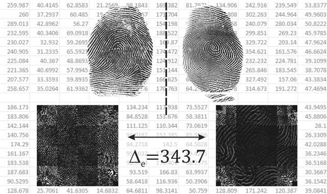 Measuring fluctuating asymmetry in fingerprint scans.
