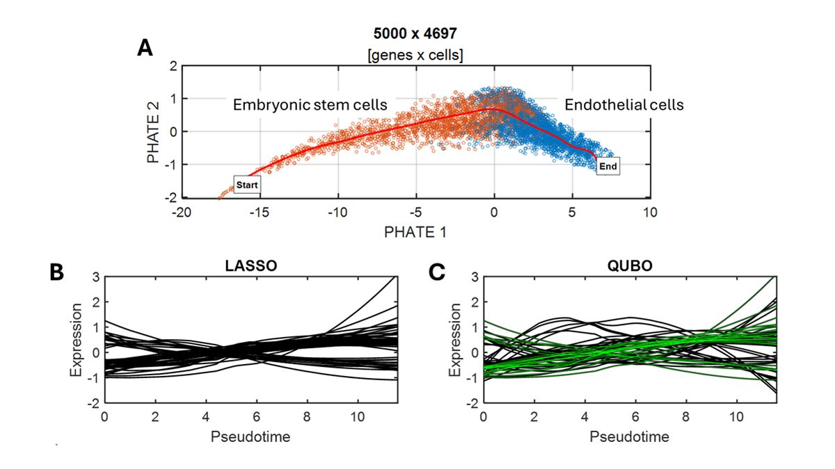 Three plots showing a trajectory of cell differentiation from embryonic stem cells to endothelial cells, a line graph showing standardized gene expression over pseudotime using LASSO, and a graph using QUBO, highlighting differences in gene expression trends.