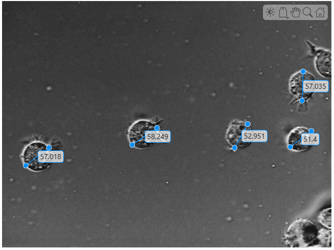 Viewer window showing distance measurements for the diameter of five cells