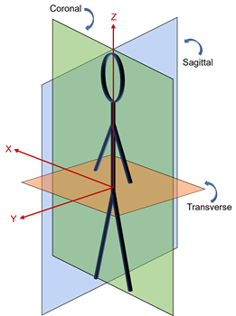 Anatomical planes